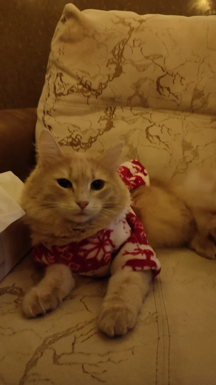 cat