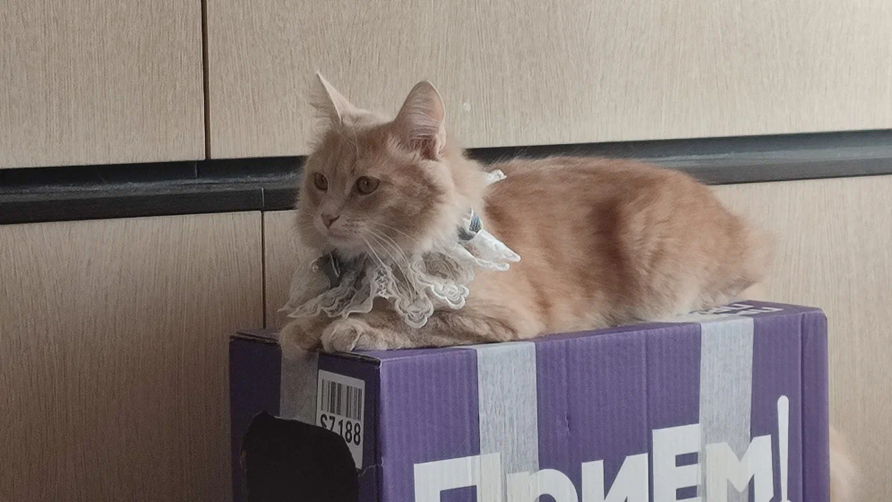 cat