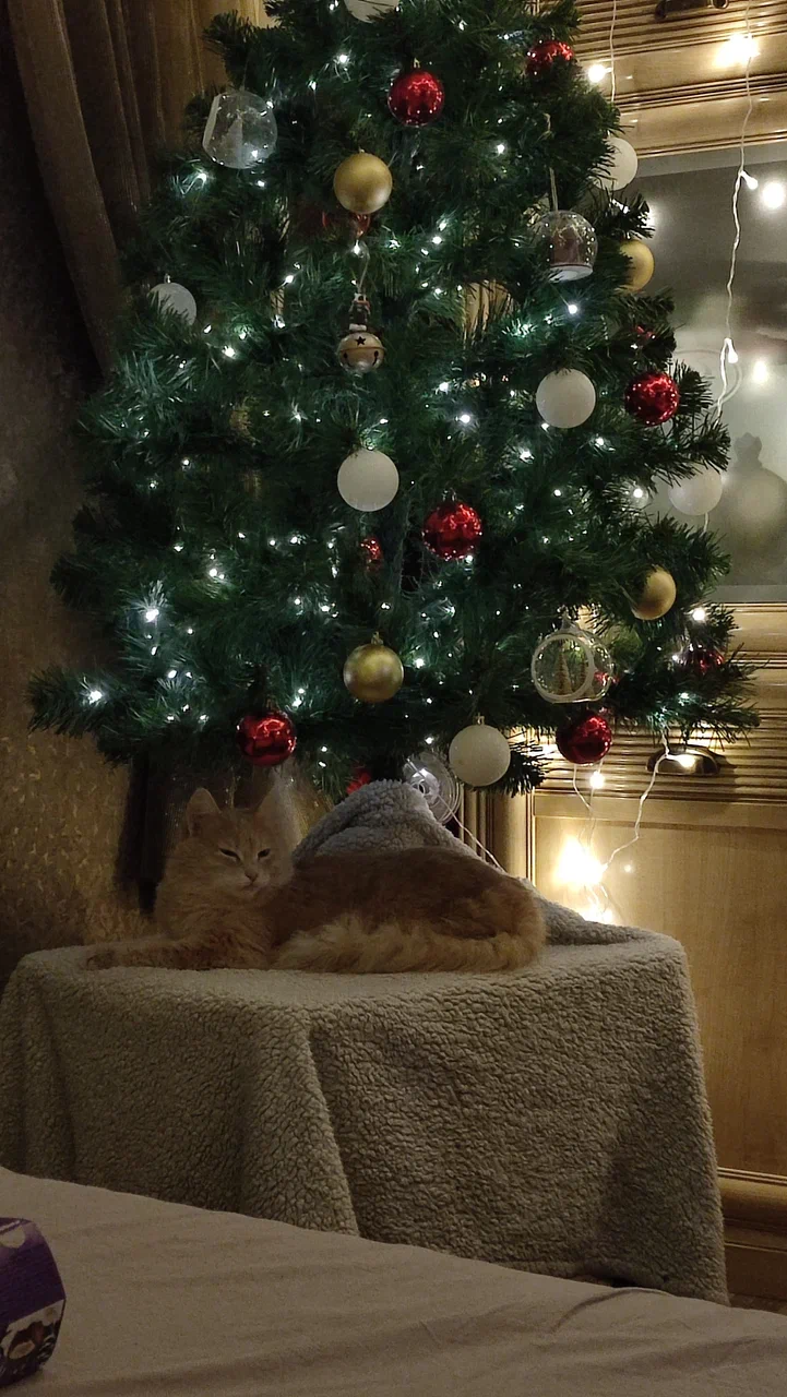 cat