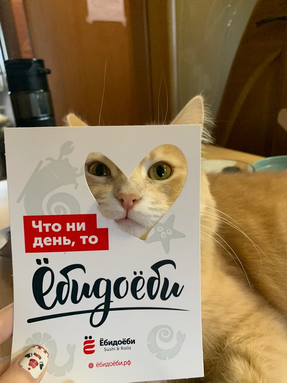 cat