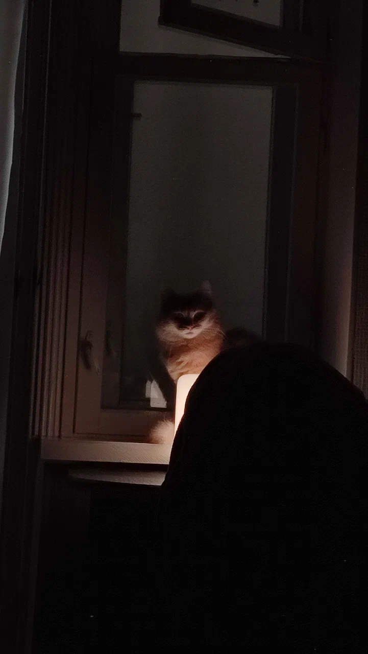 cat