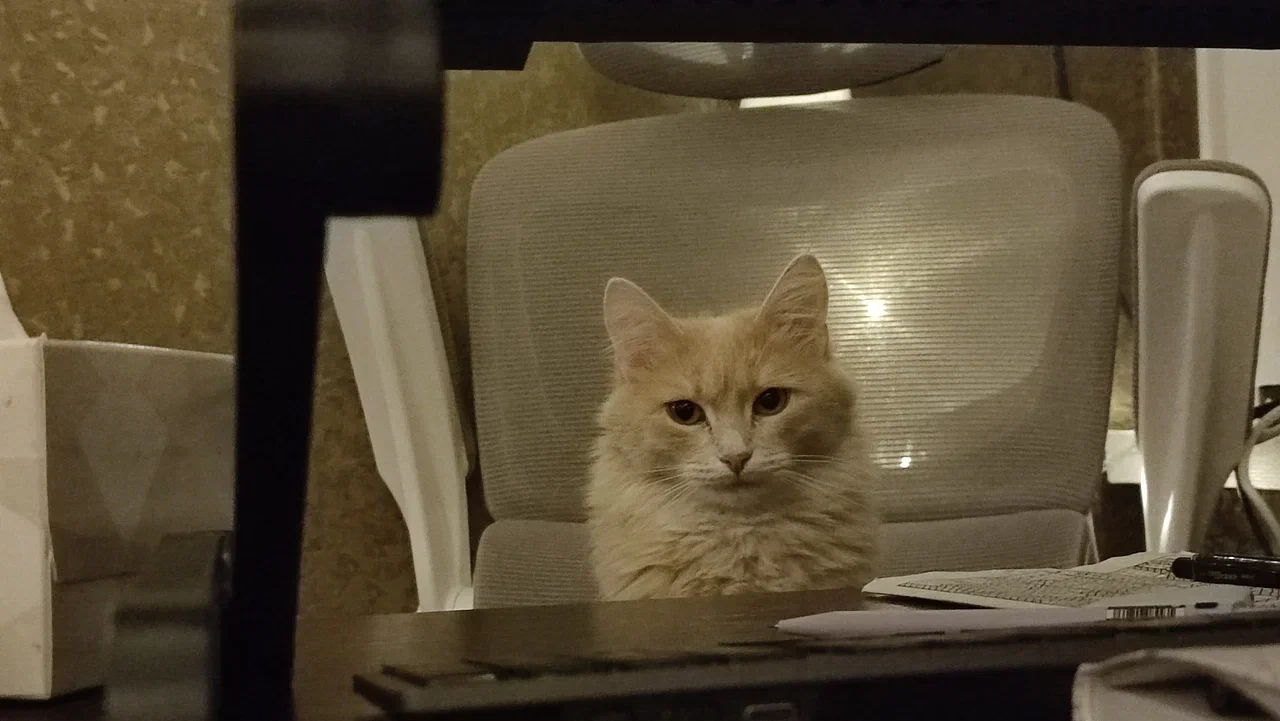 cat